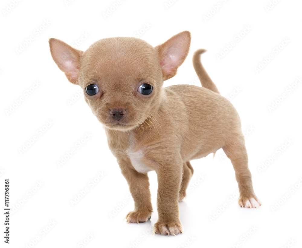 Fototapeta premium puppy chihuahua in studio