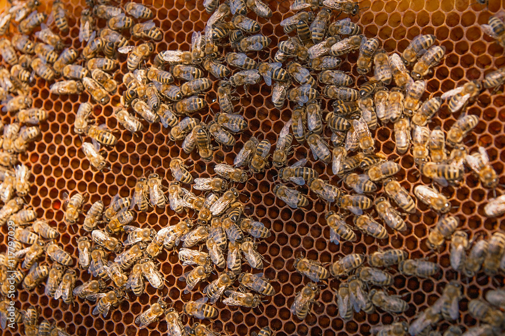 Busy bees, close up view of the working bees on honeycomb. Busy bees, close up view of the working bees on honeycomb.