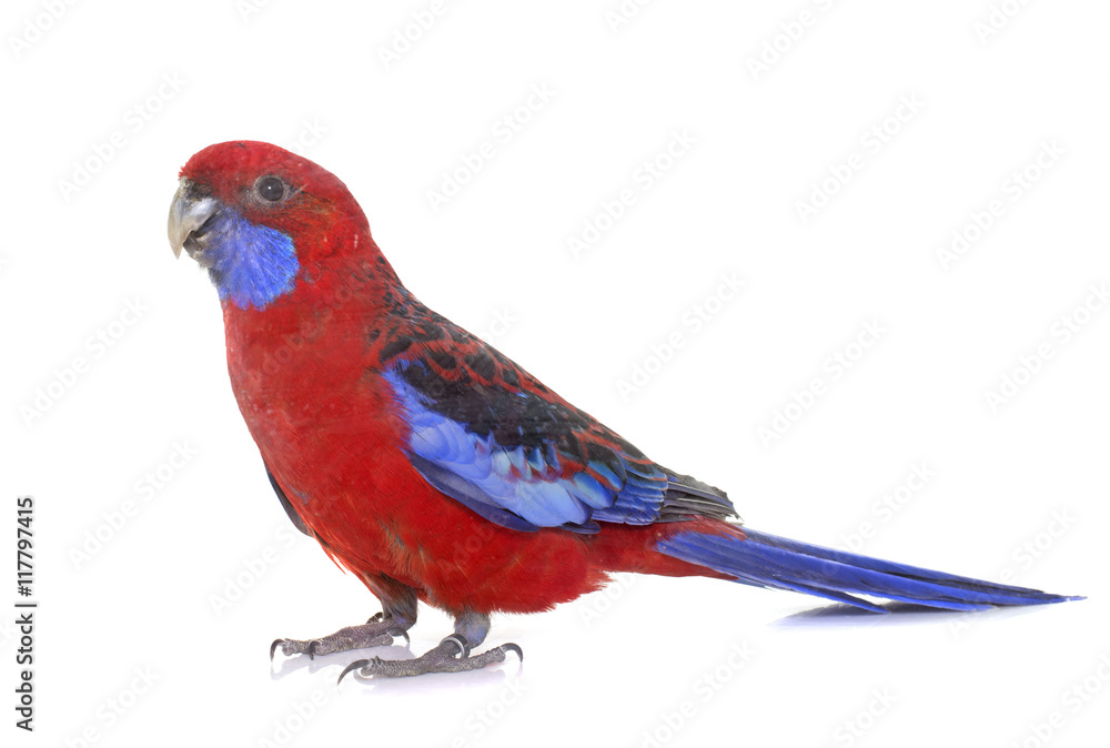 Naklejka premium Crimson rosella in studio