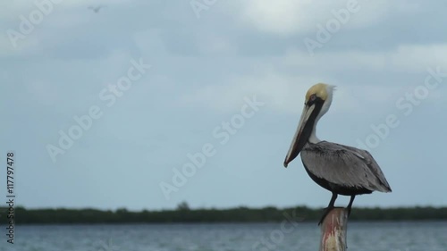 Brown pelicans in a lagoon