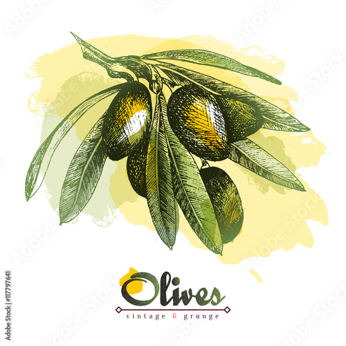 Olive branch vector colourful isolated illustration with watercolor spots, sketch hand drawn.