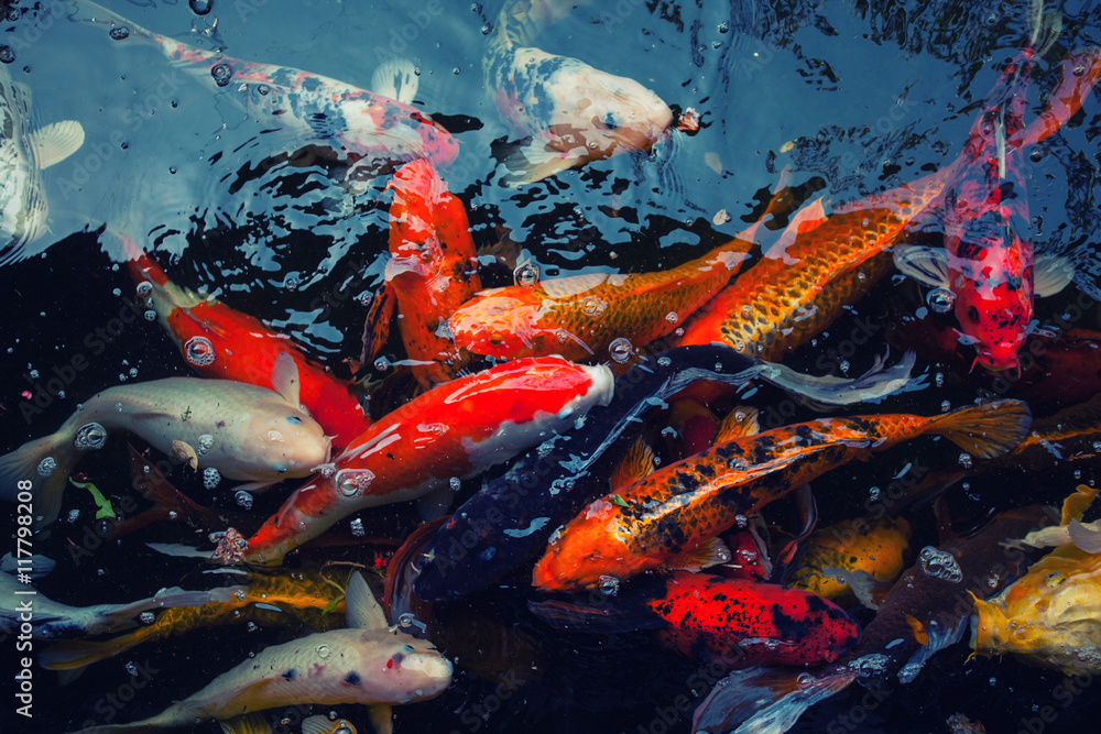 Colorful fish Koi fish swimming in the pond Stock Photo Adobe Stock Colorful fish Koi fish swimming in the pond Stock Photo Adobe Stock