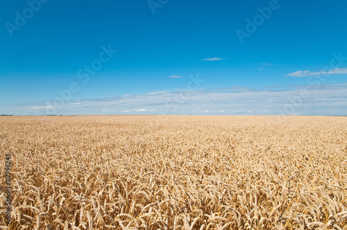 Wheat field and blue sky