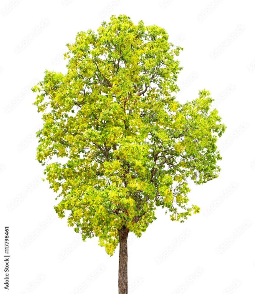 autumn green tree isolated on white background