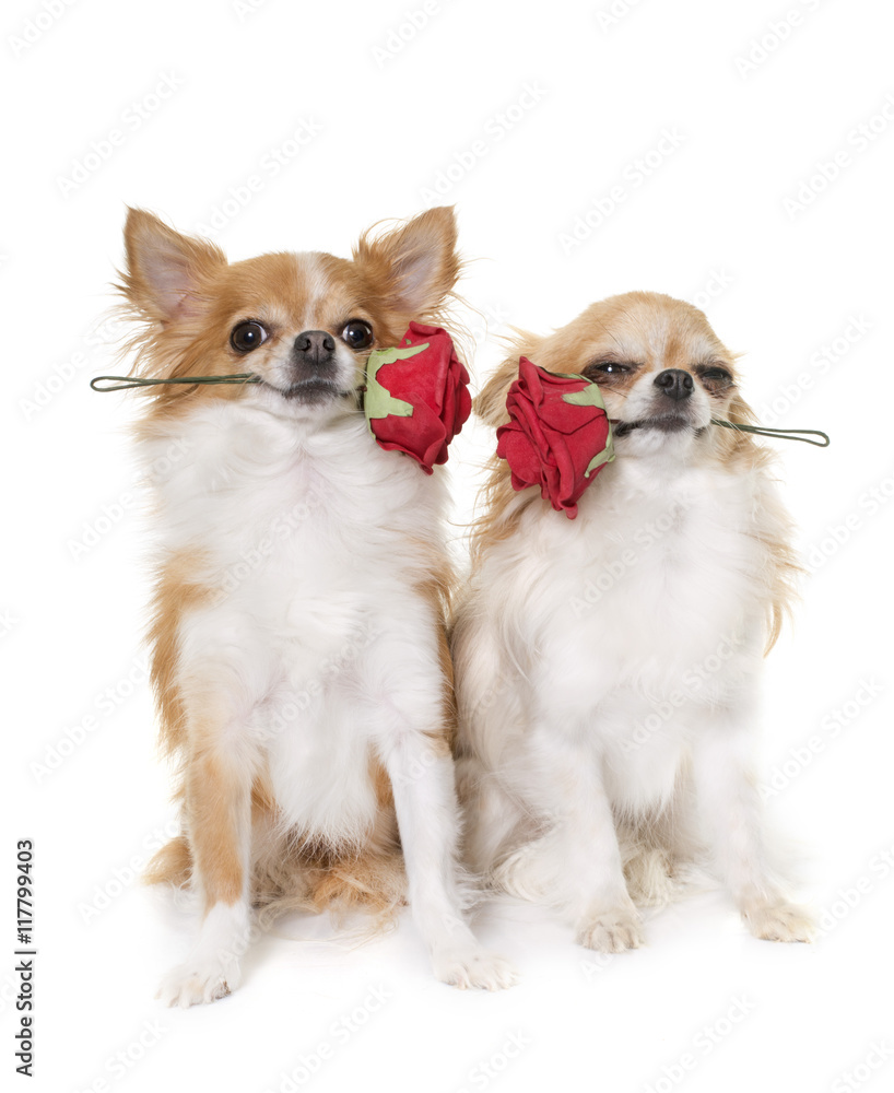 chihuahuas and flower
