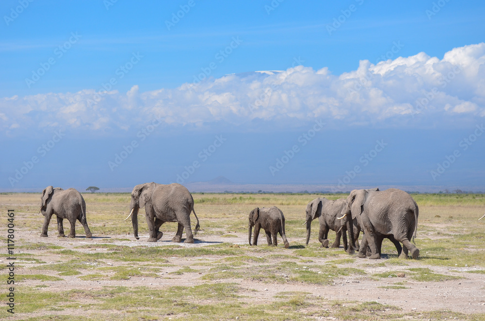 Fototapeta premium Beautiful Kilimanjaro mountain and elephants, Kenya, Amboseli national park, Africa 