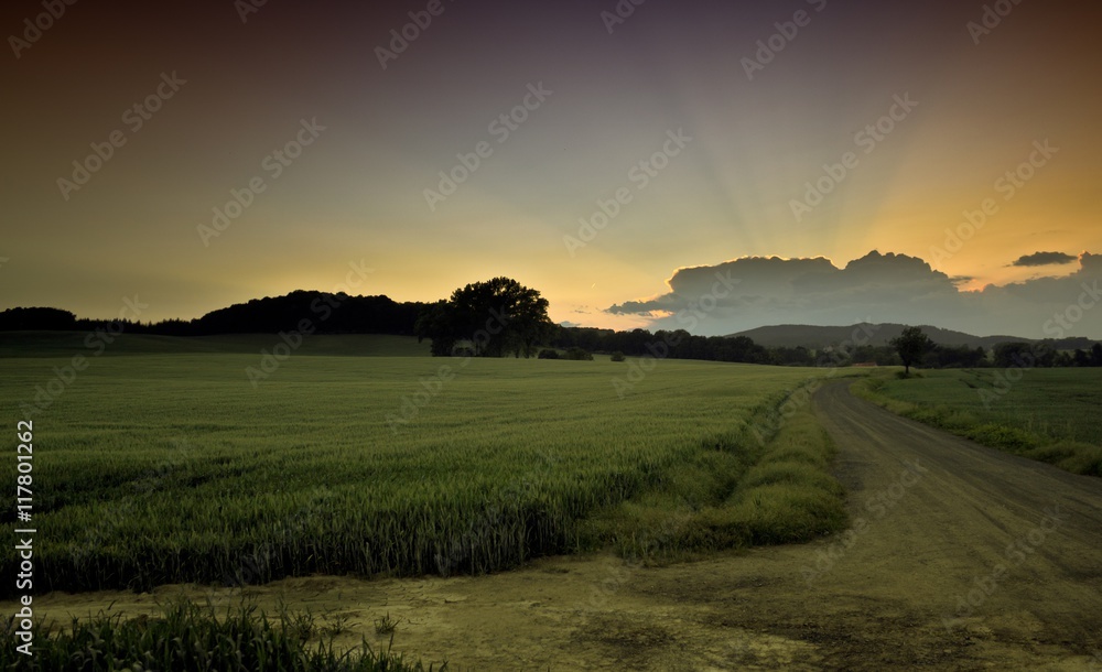 Beautiful summer sunset over the fields and forest