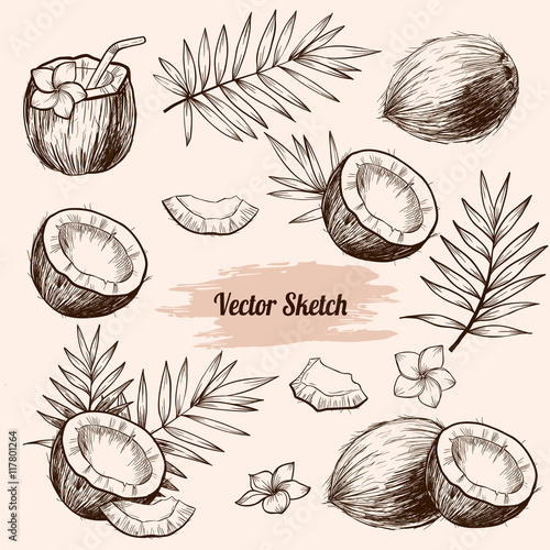 Vector coconut hand drawn sketch with palm leaf.  Sketch vector tropical food illustration. Vintage style