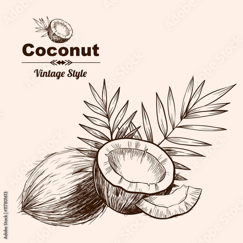 Vector background with  coconut . Hand drawn. Vintage style