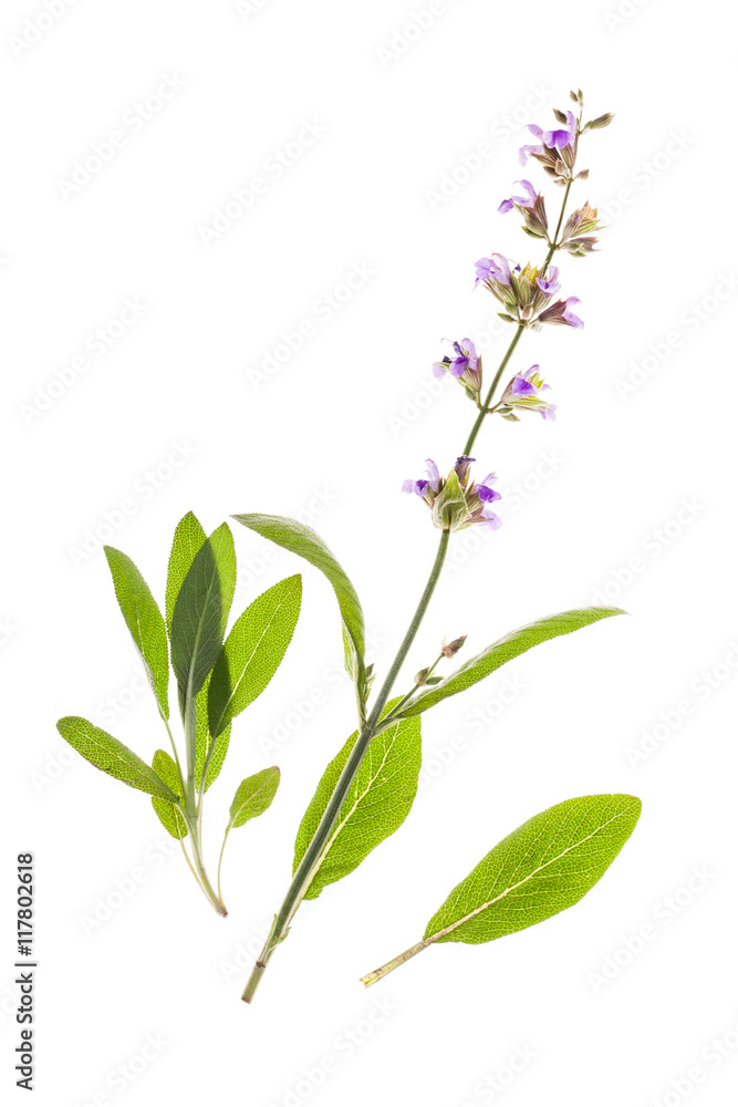 Flowering sage isolated