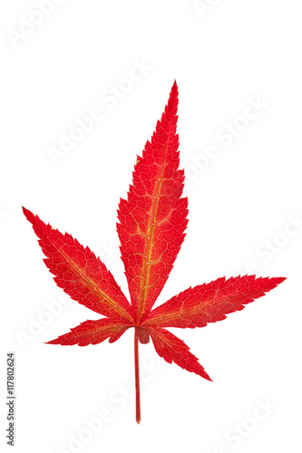 red maple leaf isolated