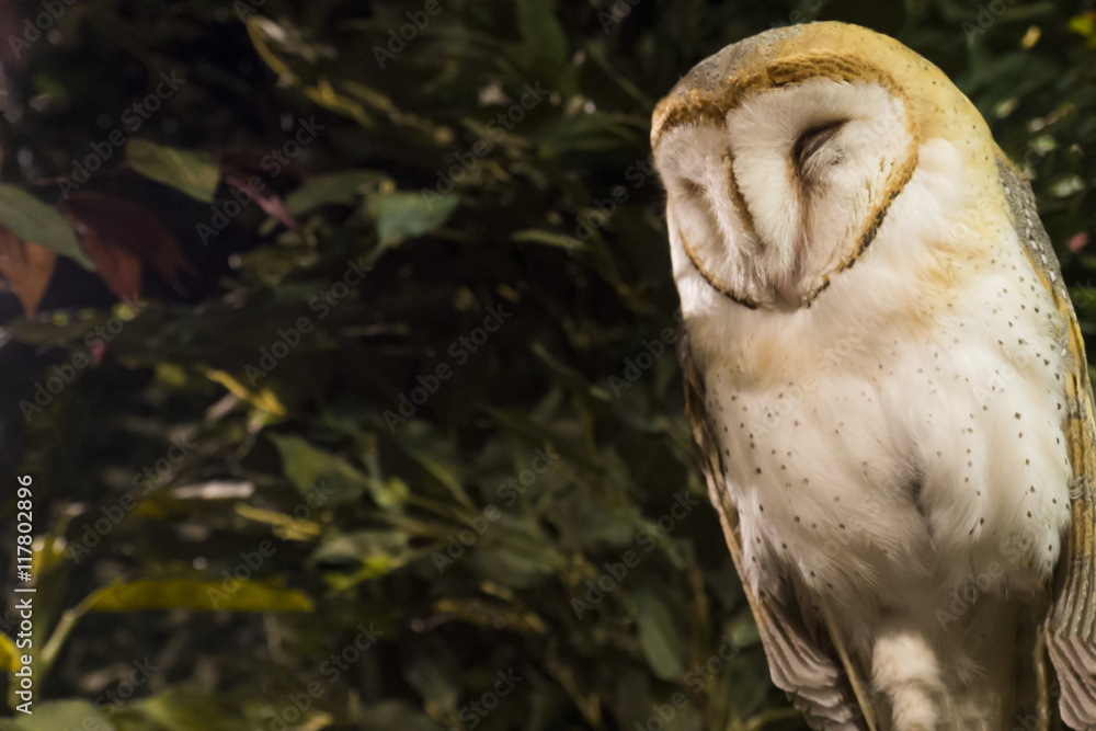 Obraz premium Sowa płowa