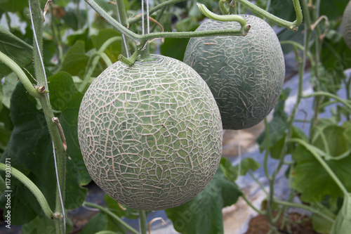 two melons in farm