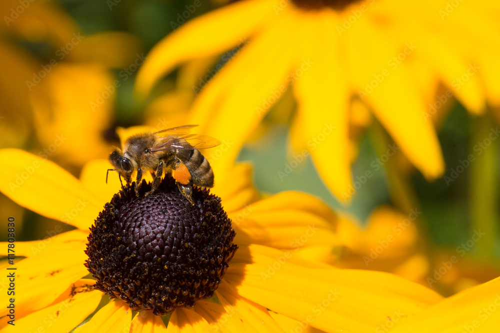 Colorful bee sitting on yellow flower Colorful bee sitting on yellow flower