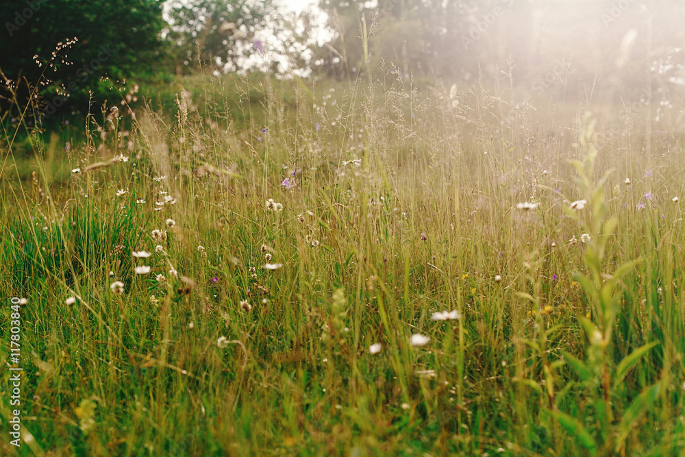 sunny beautiful meadow of wildflowers in sun rays in summer moun