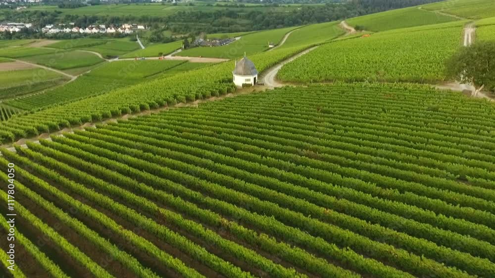 Aerial view of vineyards at dawn - Rheingau-Taununs area, Germany Aerial view of vineyards at dawn - Rheingau-Taununs area, Germany