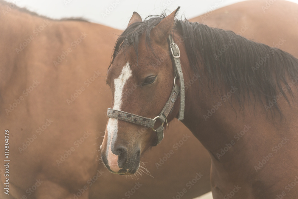 Obraz premium Mystisches Pferd