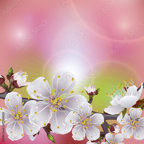 flower apricot