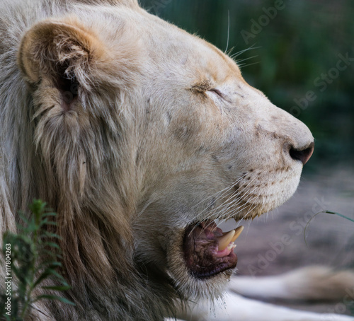 portrait great white lion