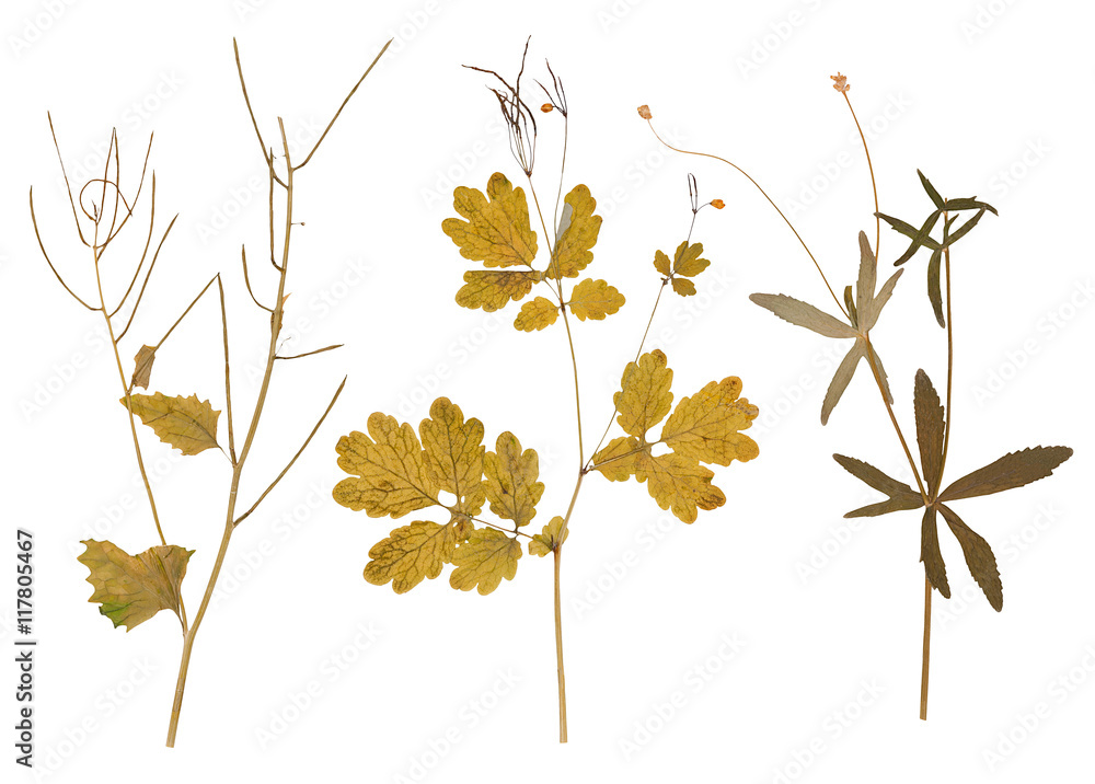 Set of wild dry pressed flowers and leaves Set of wild dry pressed flowers and leaves