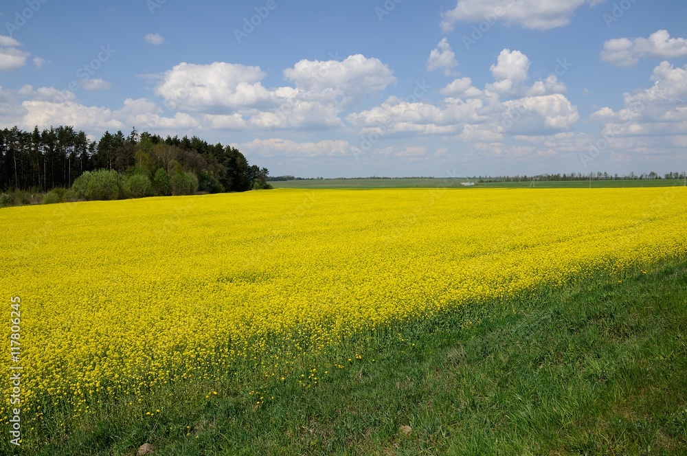 agricultural raps field with the forest and the blue sky