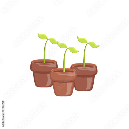 Set Of Three Sprouts In Pots