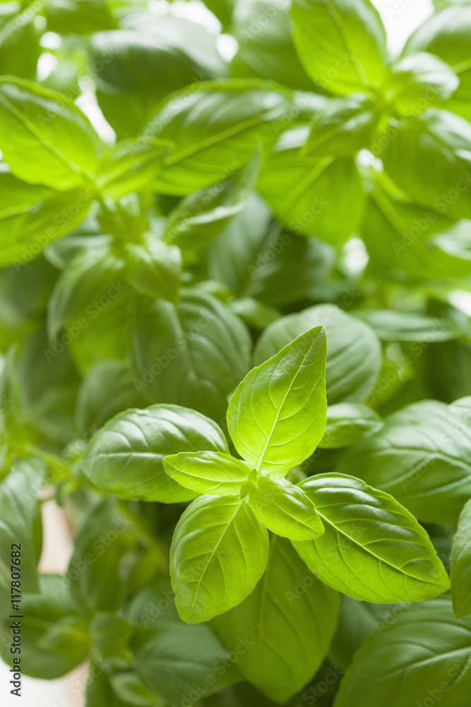 fresh basil leaves herb background fresh basil leaves herb background
