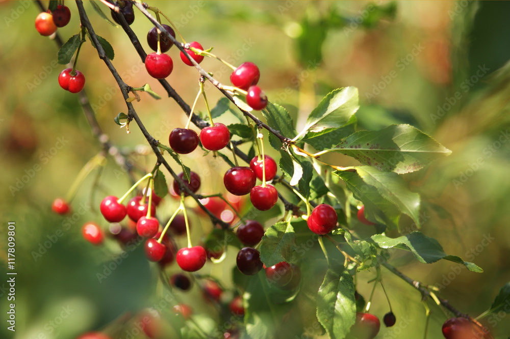 Ripening cherries on orchard tree