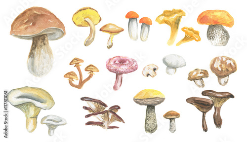 Watercolor mushrooms set. Healthy food, autumn nature concept. Delicious edible mushrooms.
