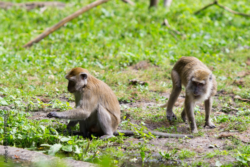 Monkey family at the water. © gitusik