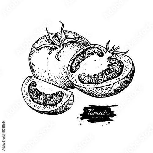 Tomato vector drawing. Isolated tomato and sliced piece.