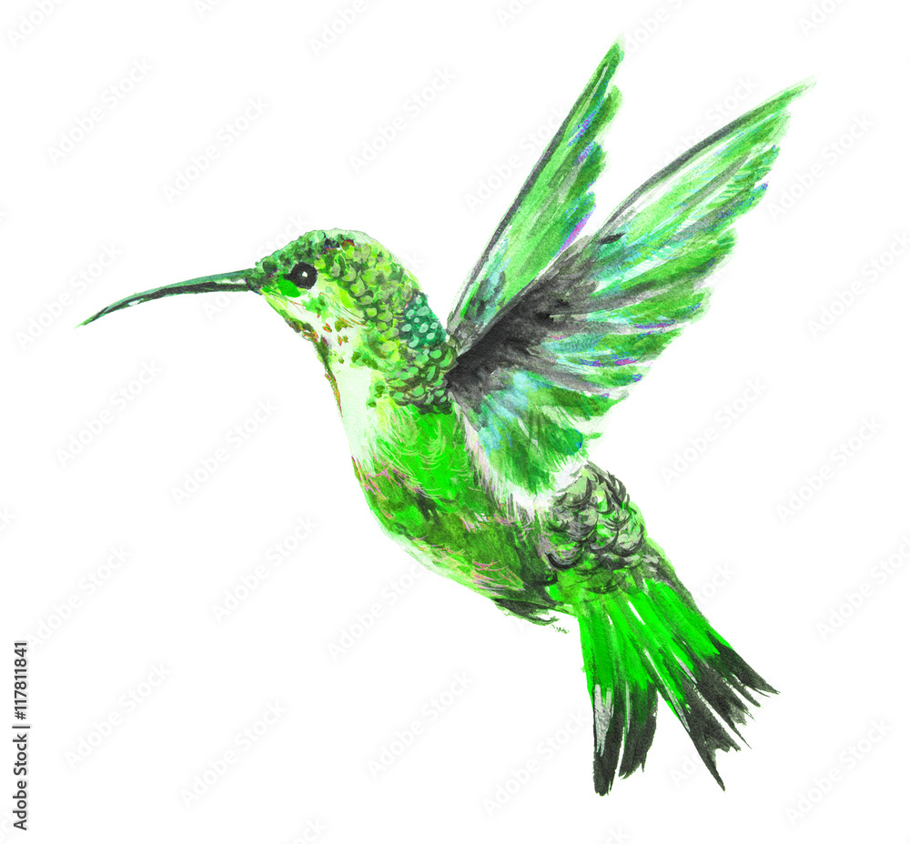 Obraz premium Isolated watercolor hummingbird on white background. Tropical bird from exotic fauna. Colorful wildlife.