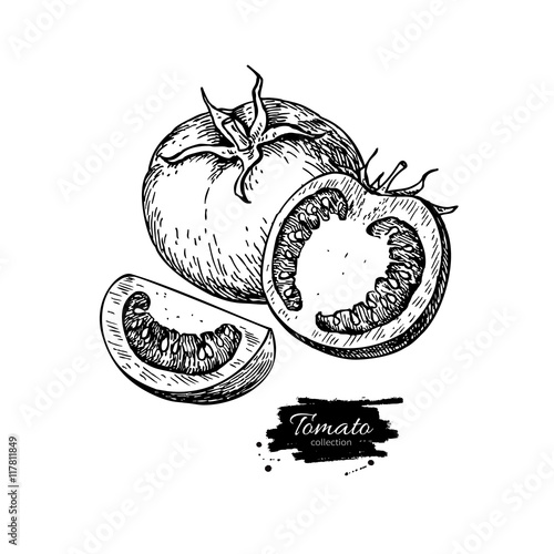Tomato vector drawing. Isolated tomato and sliced piece.