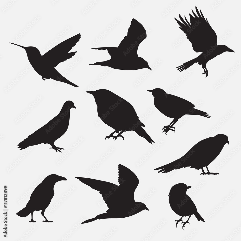 Fototapeta premium Bird outlines collection