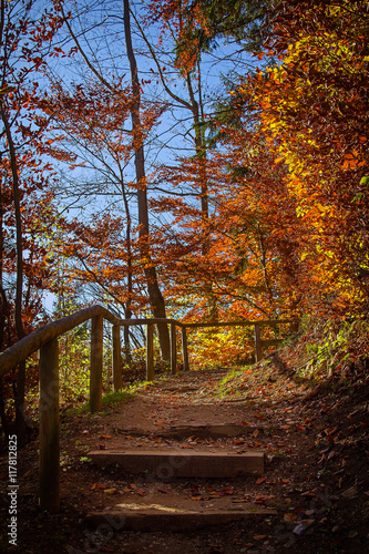 Treppe im herbstlich leuchtenden Buchenwald