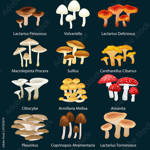 Vector isolated edible natural mushrooms in nature set, organic vegetable food collection of illustrations, forest . mushroom illustration with cap and steam, autumn