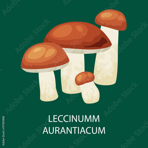 Mushroom leccinum aurantiacum, Vector isolated edible natural mushrooms in nature organic vegetable food