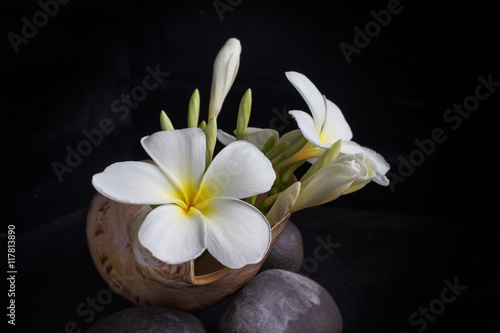 Flower frangipani or plumeria in sea conch shell on pebble in dark