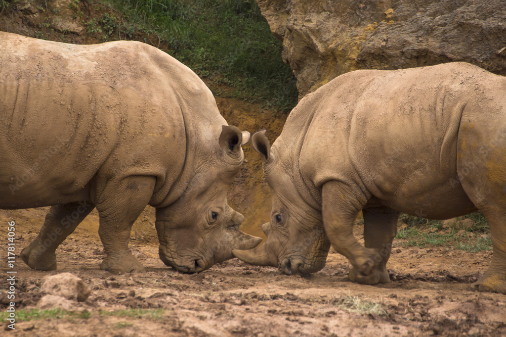 Obraz premium Two white rhinos (Ceratotherium simum) fighting in the mud.
