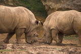 Two white rhinos (Ceratotherium simum) fighting in the mud.
