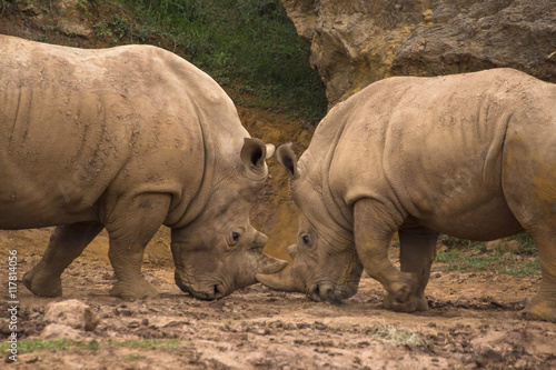 Two white rhinos  Ceratotherium simum  fighting in the mud.