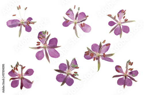 Pressed and dried delicate purple flowers willow-herb. Isolated