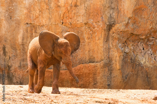 Africa elephant baby