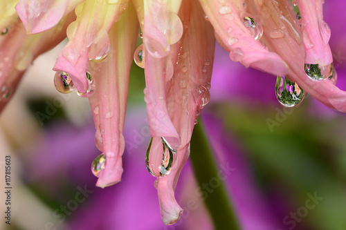 Fototapeta Naklejka Na Ścianę i Meble -  Blumen 720