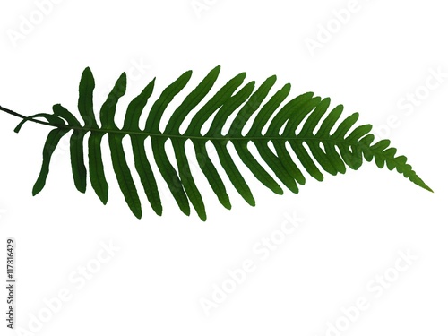Polypodium vulgare - fern polypody leaf on white background