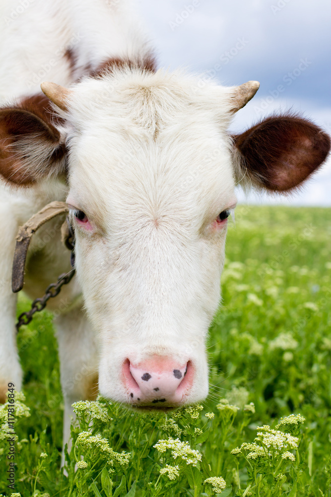 Fototapeta premium The cow on the meadow