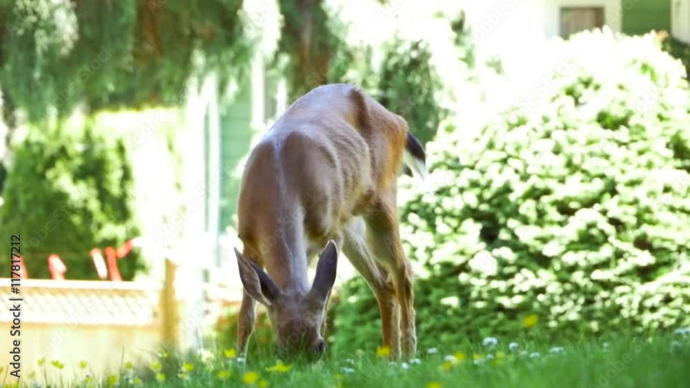 4K Injured Female Doe Deer with Lesion, Poor Health, Circle of LIfe