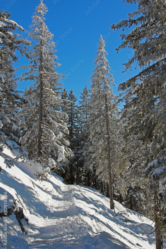 verschneiter Bergweg im Winterwald