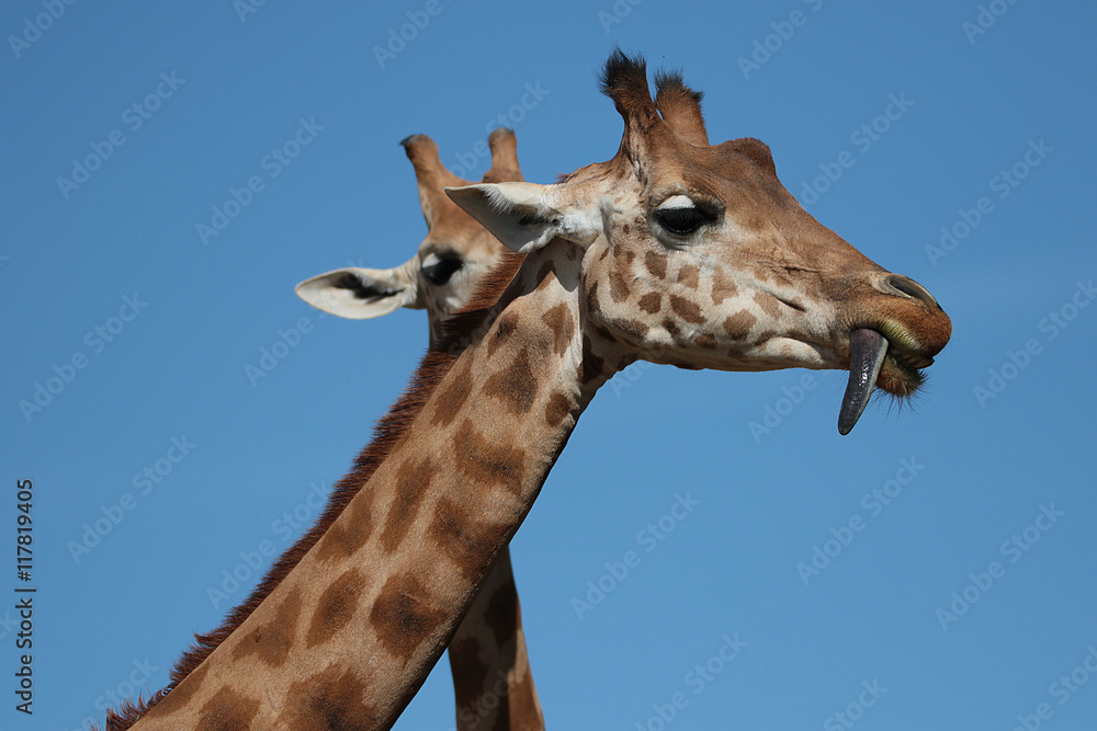 Girafe Girafe
