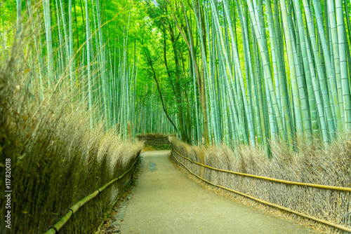 Fototapeta Naklejka Na Ścianę i Meble -  Beautiful Bamboo forest in Arashiyama at Kyoto